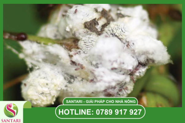  Các lưu ý kỹ thuật "Sống còn" trong phác đồ