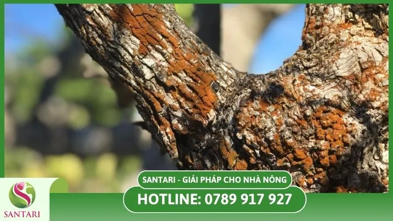 Đốm hồng xuất hiện trên vỏ thân cây