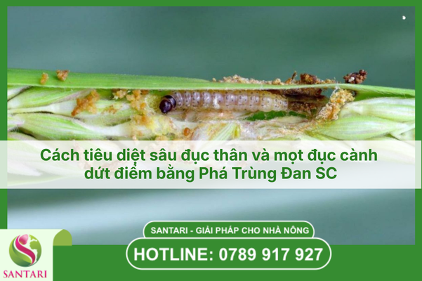 Cách tiêu diệt sâu đục thân và mọt đục cành dứt điểm bằng Phá Trùng Đan SC