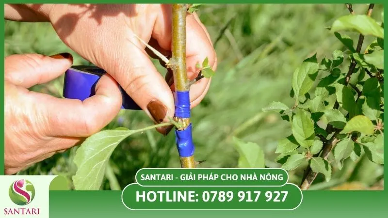 Khó khăn khi ghép cành