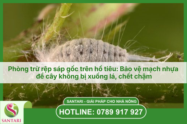Phòng trừ rệp sáp gốc trên hồ tiêu: Bảo vệ mạch nhựa để cây không bị xuống lá, chết chậm