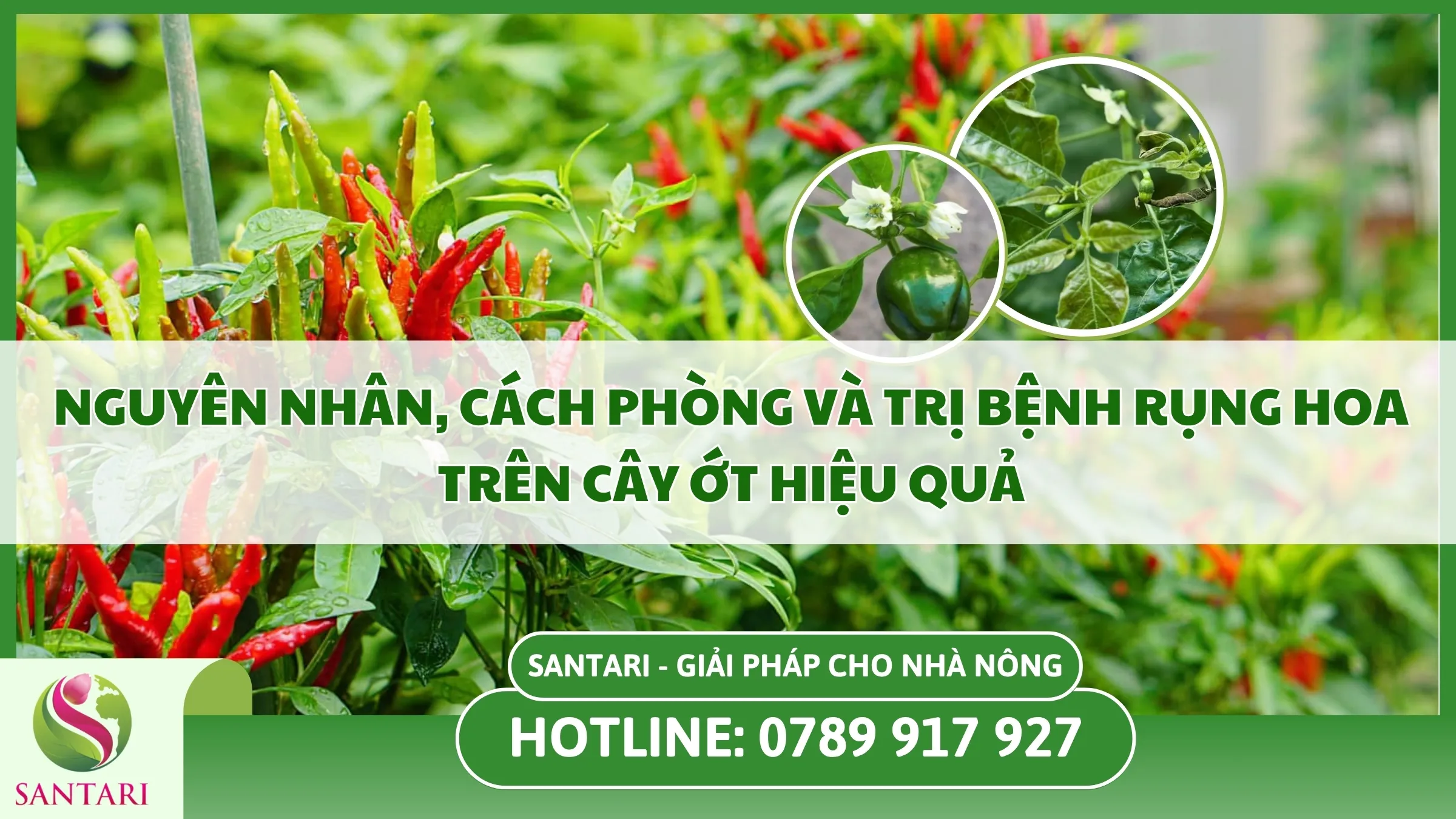 Nguyên Nhân, Cách Phòng Và Trị Bệnh Rụng Hoa Trên Cây Ớt Hiệu Quả