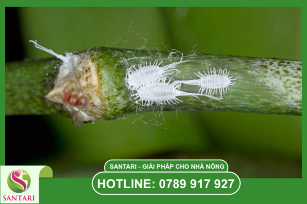 Tại sao quản lý dịch hại tổng hợp (IPM) là hướng đi tất yếu?