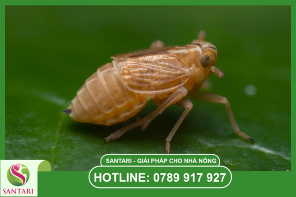 Phổ tác động đặc trị rộng của Khắc Trùng Đan