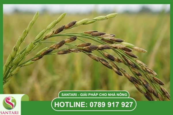 Dấu hiệu nhận biết đặc trưng trên ruộng lúa