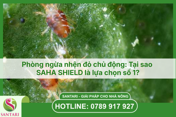 Giải pháp trị nhện đỏ mùa khô: Khi SHIELD và KNOCKDOWN cùng phối hợp