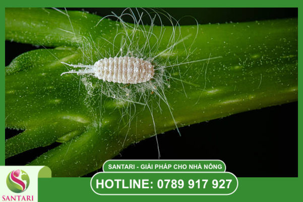 Phác đồ hoạt chất đặc trị chuẩn Santari