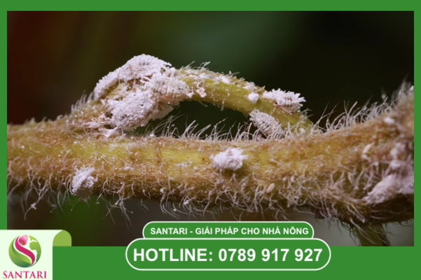 Hoạt chất Carbosulfan: Cơ chế "Tiền thuốc" và tính lưu dẫn mạnh