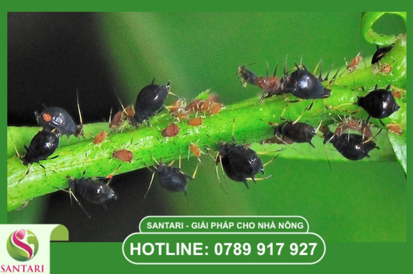 FAQ – Giải đáp thắc mắc về rệp muội và nấm bồ hóng