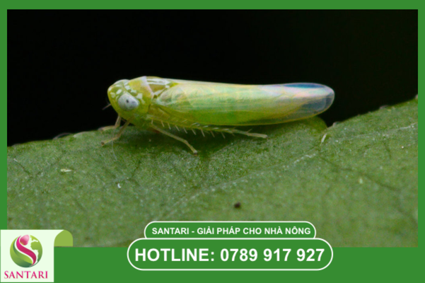 Câu hỏi thường gặp