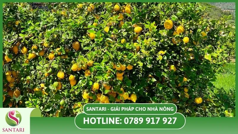 Lưu ý khi trồng cây chanh