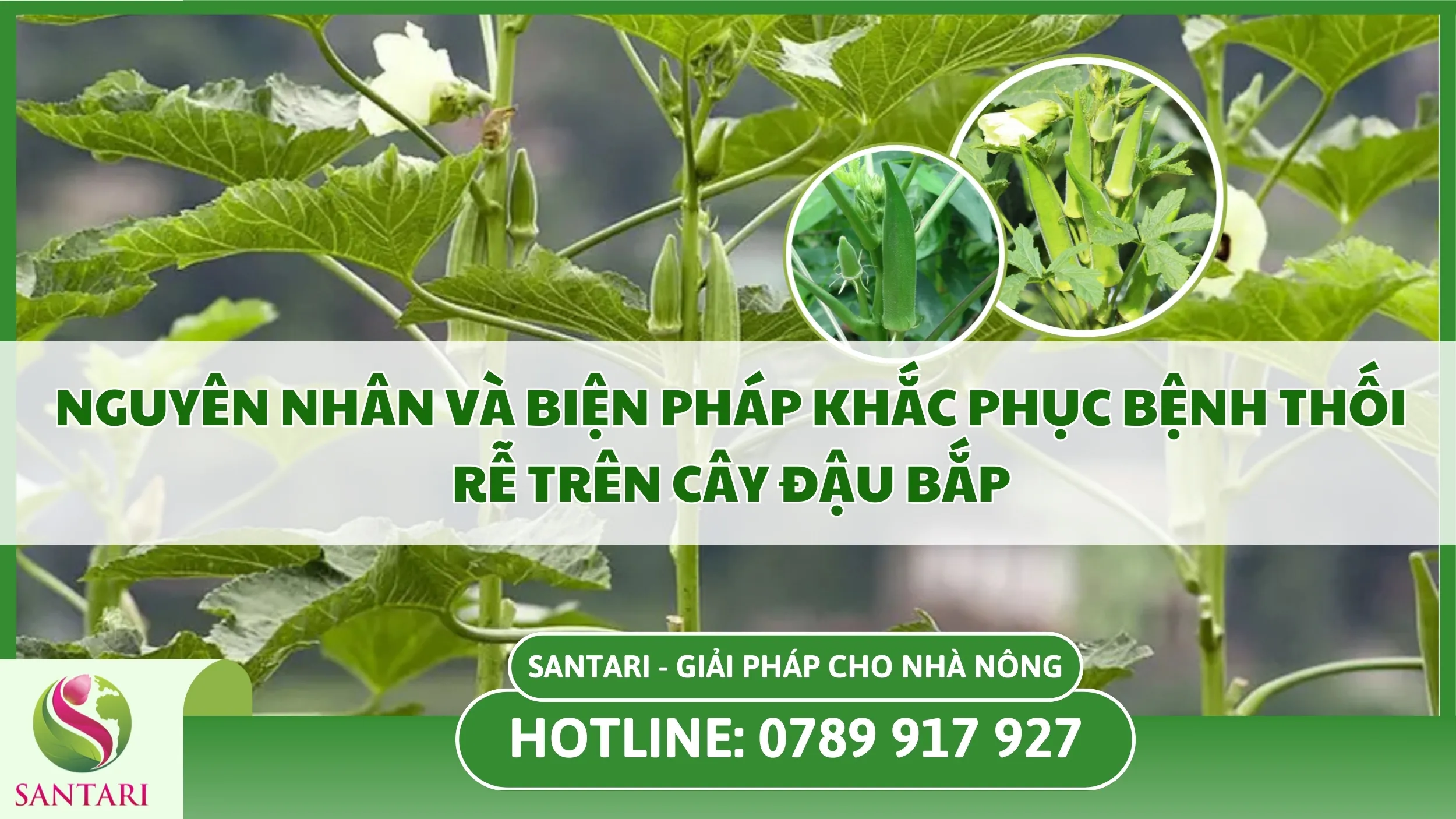 Nguyên Nhân và Biện Pháp Khắc Phục Bệnh Thối Rễ Trên Cây Đậu Bắp