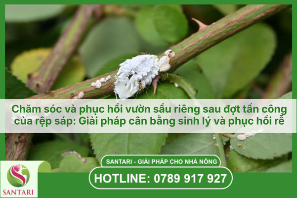 Chăm sóc và phục hồi vườn sầu riêng sau đợt tấn công của rệp sáp