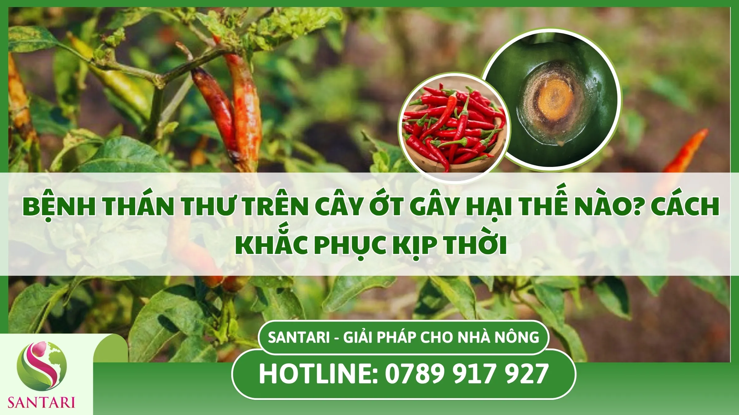 Bệnh Thán Thư Trên Cây Ớt Gây Hại Thế Nào? Cách Khắc Phục Kịp Thời