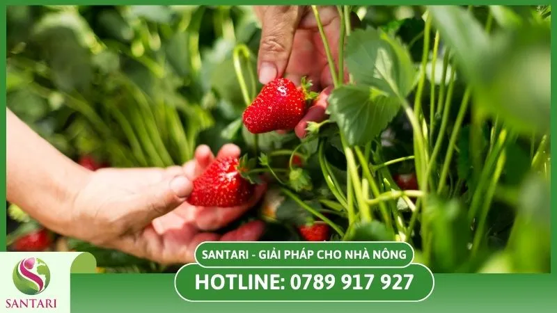 Kỹ thuật thu hoạch