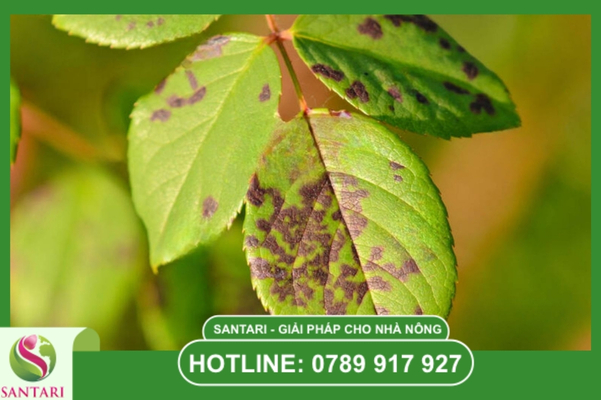 Các ví dụ điển hình về kháng thuốc chéo trên đồng ruộng