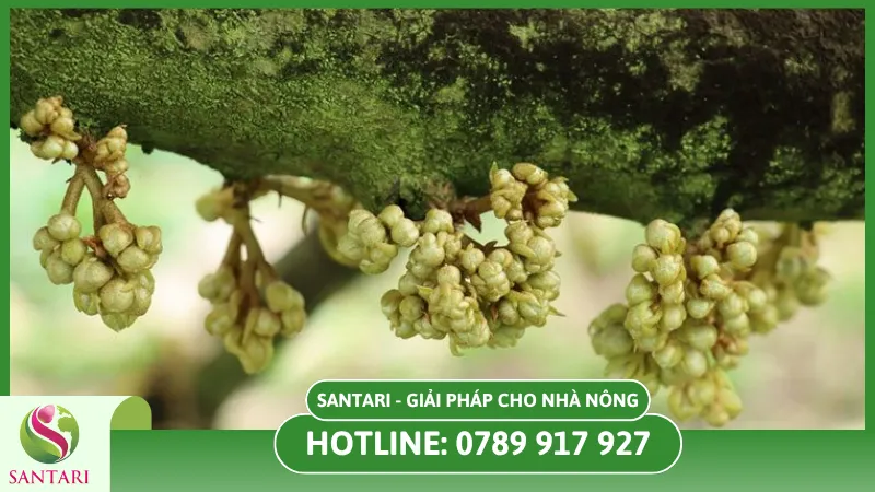 chăm sóc sầu riêng khi ra hoa