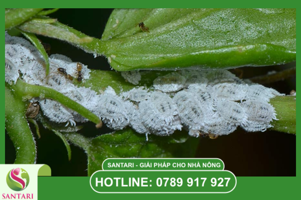 Hiểu đúng về những tổn thương "đa tầng" do rệp sáp