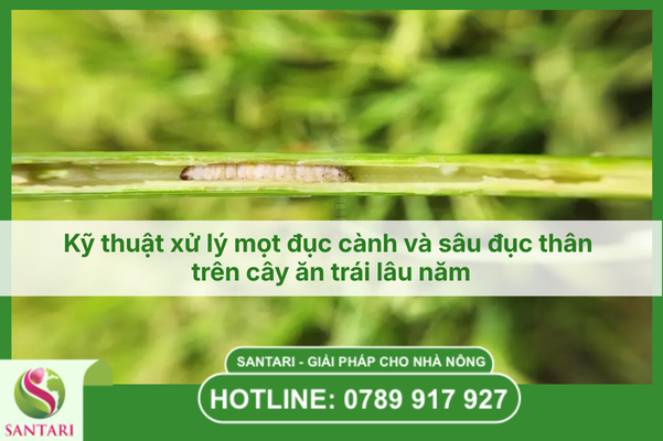 Kỹ thuật xử lý mọt đục cành và sâu đục thân trên cây ăn trái lâu năm