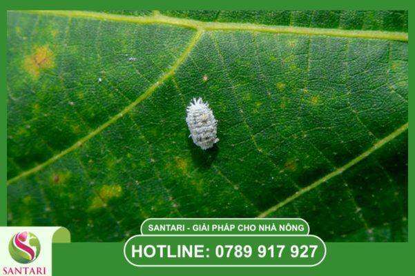 "Mẹo" vàng giúp trái bưởi bóng đẹp, sạch muội hóng