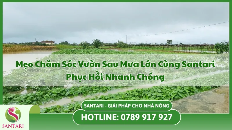 Chăm sóc vườn sau mưa lớn
