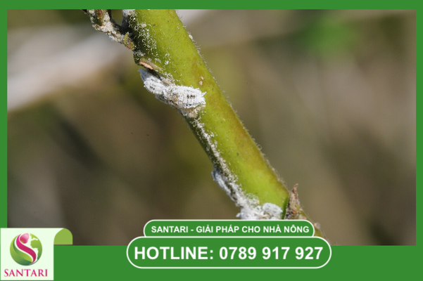  Khái niệm và đặc điểm sinh học của rệp sáp Pseudococcidae