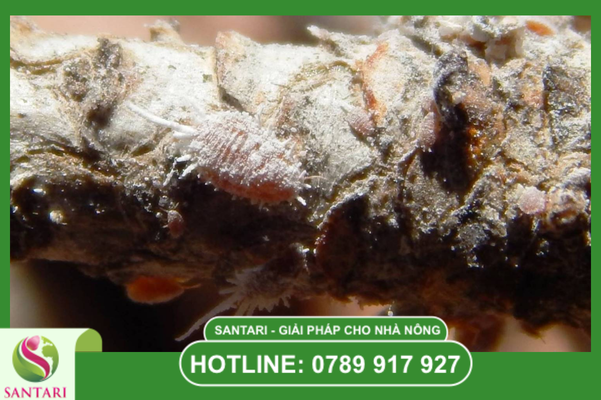 Tại sao quản lý rệp sáp sau thu hoạch lại là bước đi sống còn?