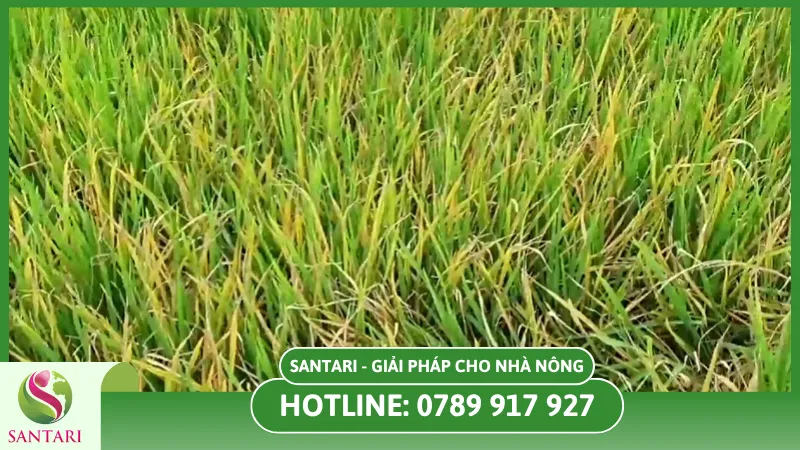 bệnh vàng lá trên cây lúa