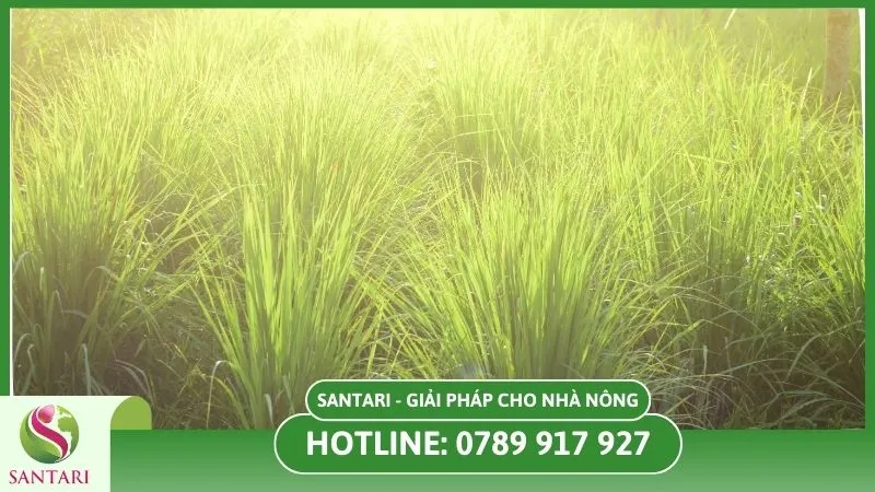 Điều kiện trồng sả