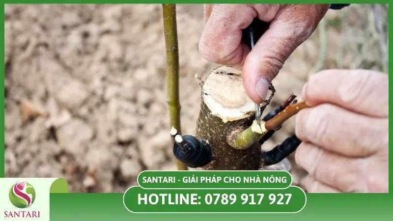 Ghép cây cà phê giúp cây chống chịu sâu bệnh
