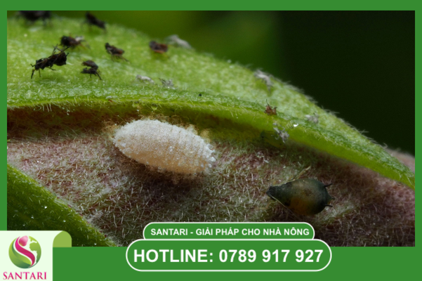 Câu hỏi thường gặp (FAQ)
