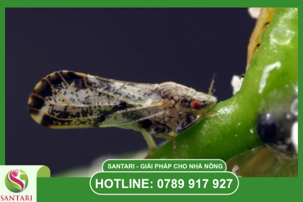  Tác hại: Mối nguy hại tiềm ẩn gây suy kiệt vườn cây