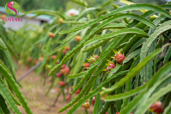Công dụng của Thuốc điều hoà sinh trưởng EPIBRA 0.01SL Hiệu ANTI-STRESS