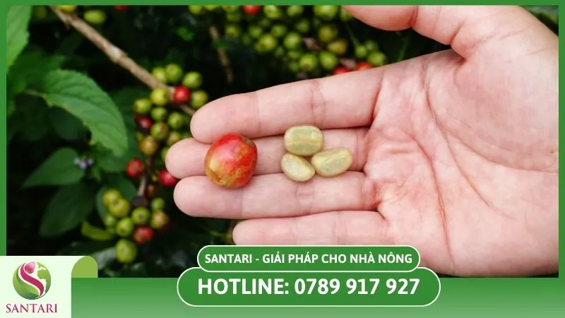 Giống cây cà phê cho ra hạt đạt tiêu chuẩn