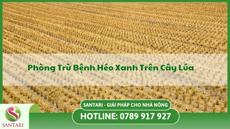 Phòng Trừ Bệnh Héo Xanh Trên Cây Lúa Hiệu Quả Lên Đến 99%