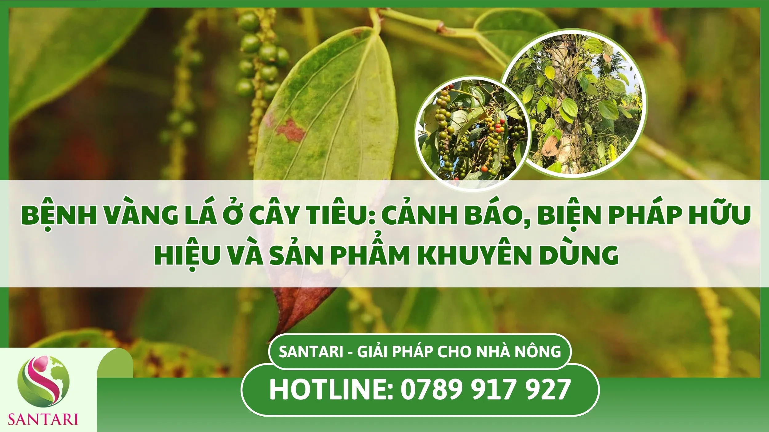Bệnh Vàng Lá Trên Cây Tiêu: Cảnh Báo, Biện Pháp Hữu Hiệu Và Sản Phẩm Khuyên Dùng