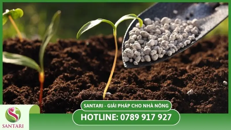 Bón phân phục hồi