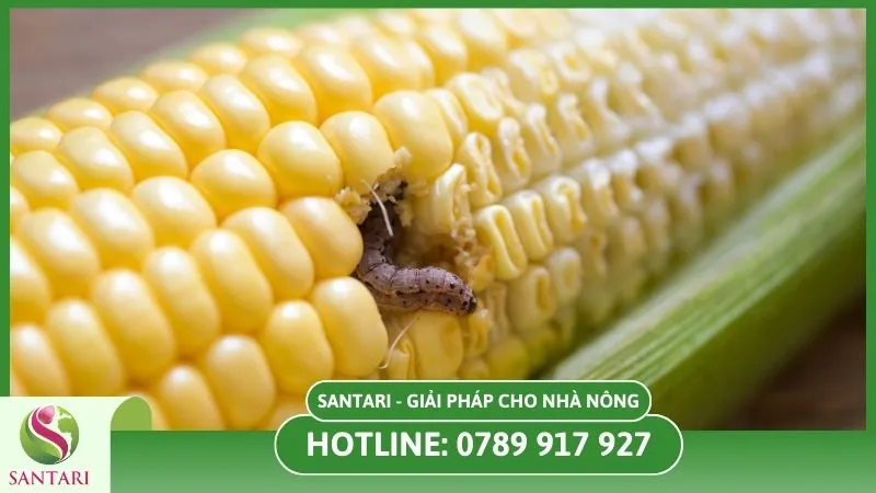 Phòng ngừa sâu bệnh trên cây bắp