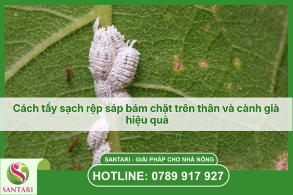 Cách tẩy sạch rệp sáp bám chặt trên thân và cành già hiệu quả