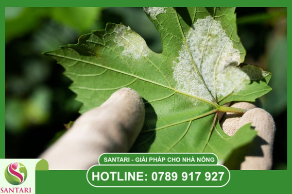 FAQ – câu hỏi thường gặp về kháng thuốc chéo