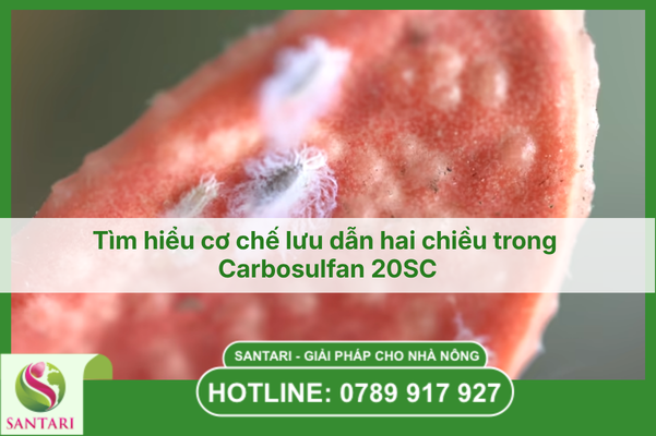 Tìm hiểu cơ chế lưu dẫn hai chiều trong Carbosulfan 20SC