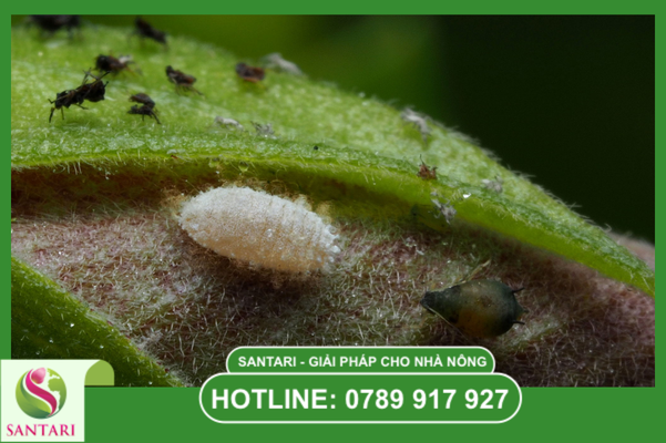 Rệp sáp là gì? Khái niệm về họ Pseudococcidae