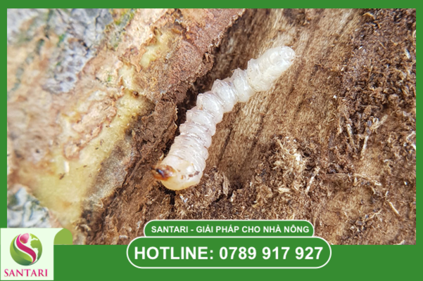 Tại sao sâu đục thân là "kẻ giết người thầm lặng" trên sầu riêng?