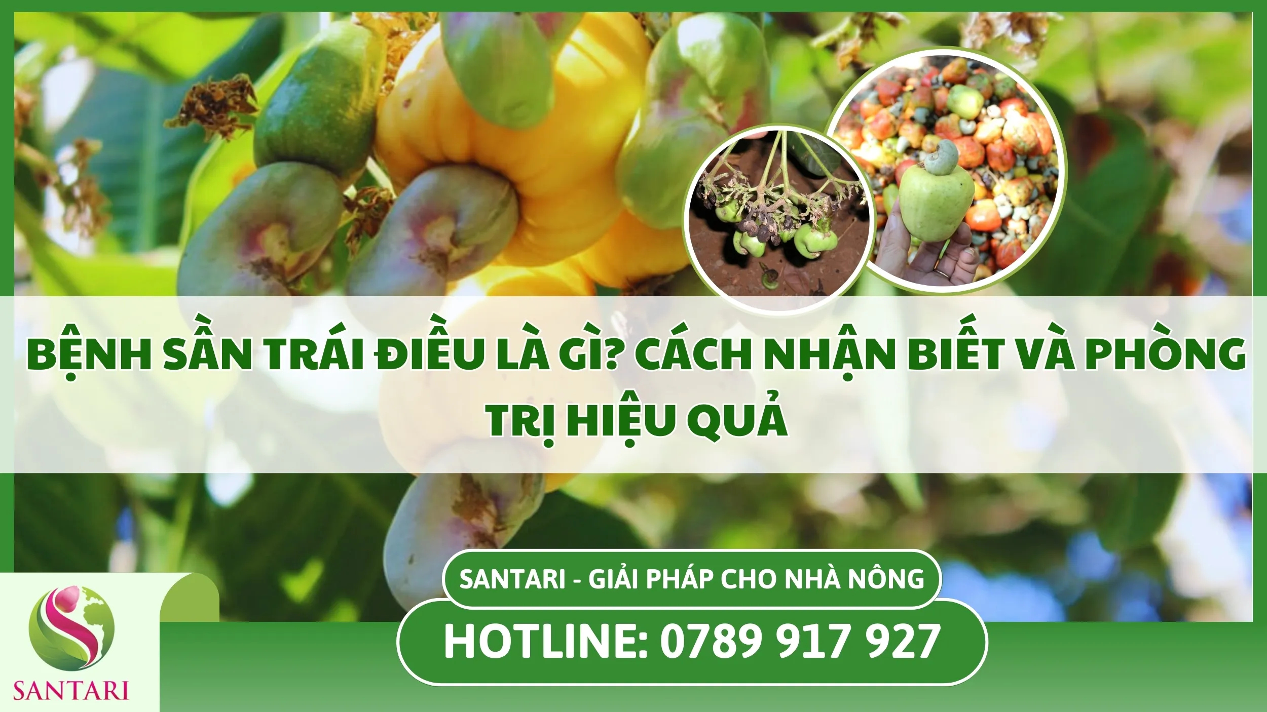 Bệnh Sần Trái Điều: Nhận Biết, Phòng Trừ Và Các Giải Pháp Hiệu Quả