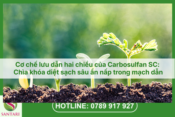 Cơ chế lưu dẫn hai chiều của Carbosulfan SC: Chìa khóa diệt sạch sâu ẩn nấp trong mạch dẫn.