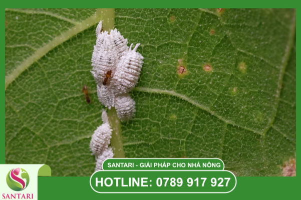 Giải pháp cân bằng sinh lý và quản lý dinh dưỡng thông minh