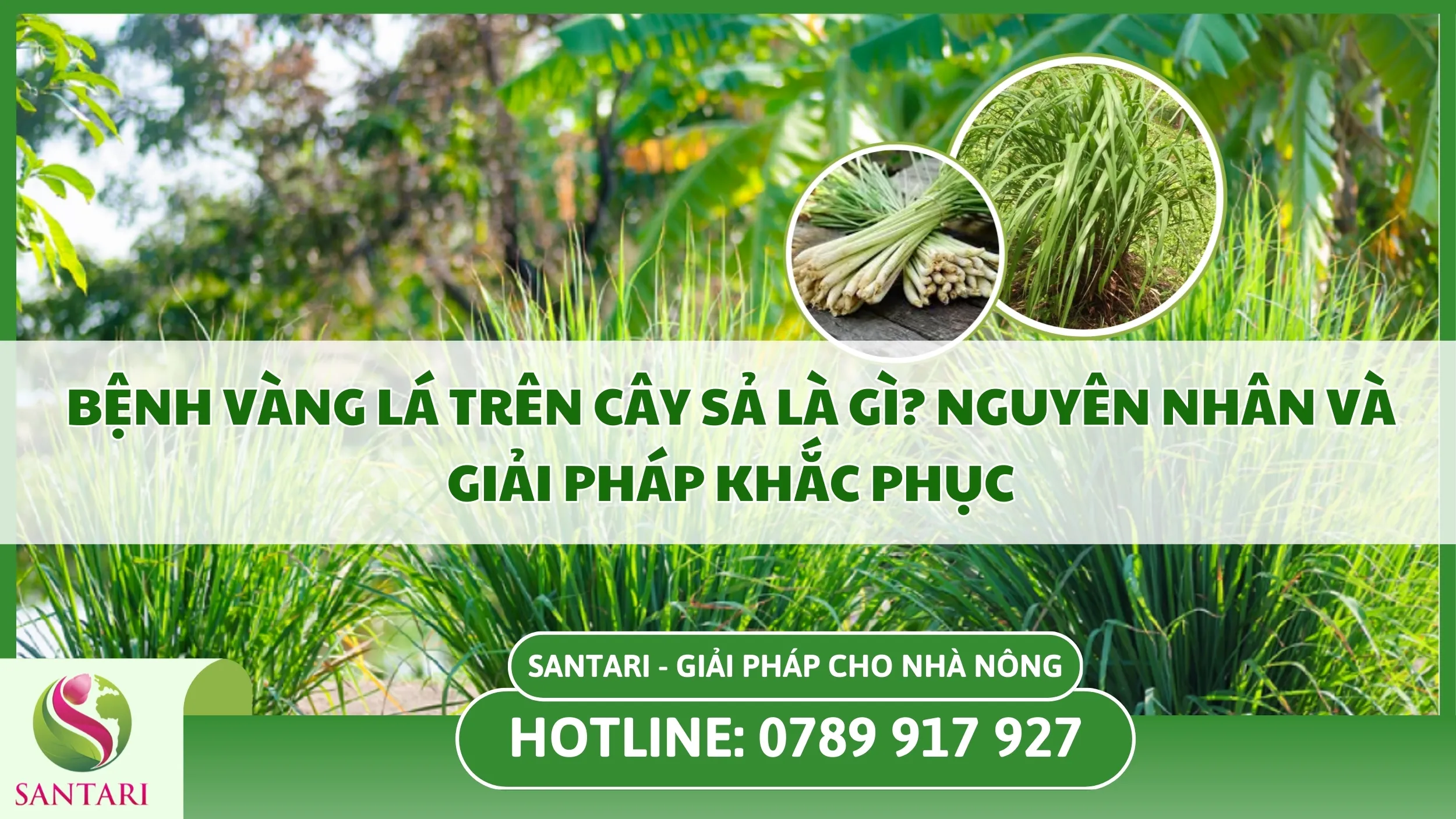 Bệnh Vàng Lá Trên Cây Sả Là Gì? Nguyên Nhân Và Giải Pháp Khắc Phục
