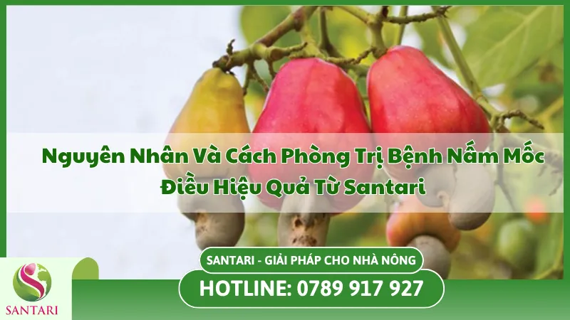 Bệnh Nấm Mốc Trên Cây Điều Là Gì? Cách Điều Trị Đúng Kỹ Thuật
