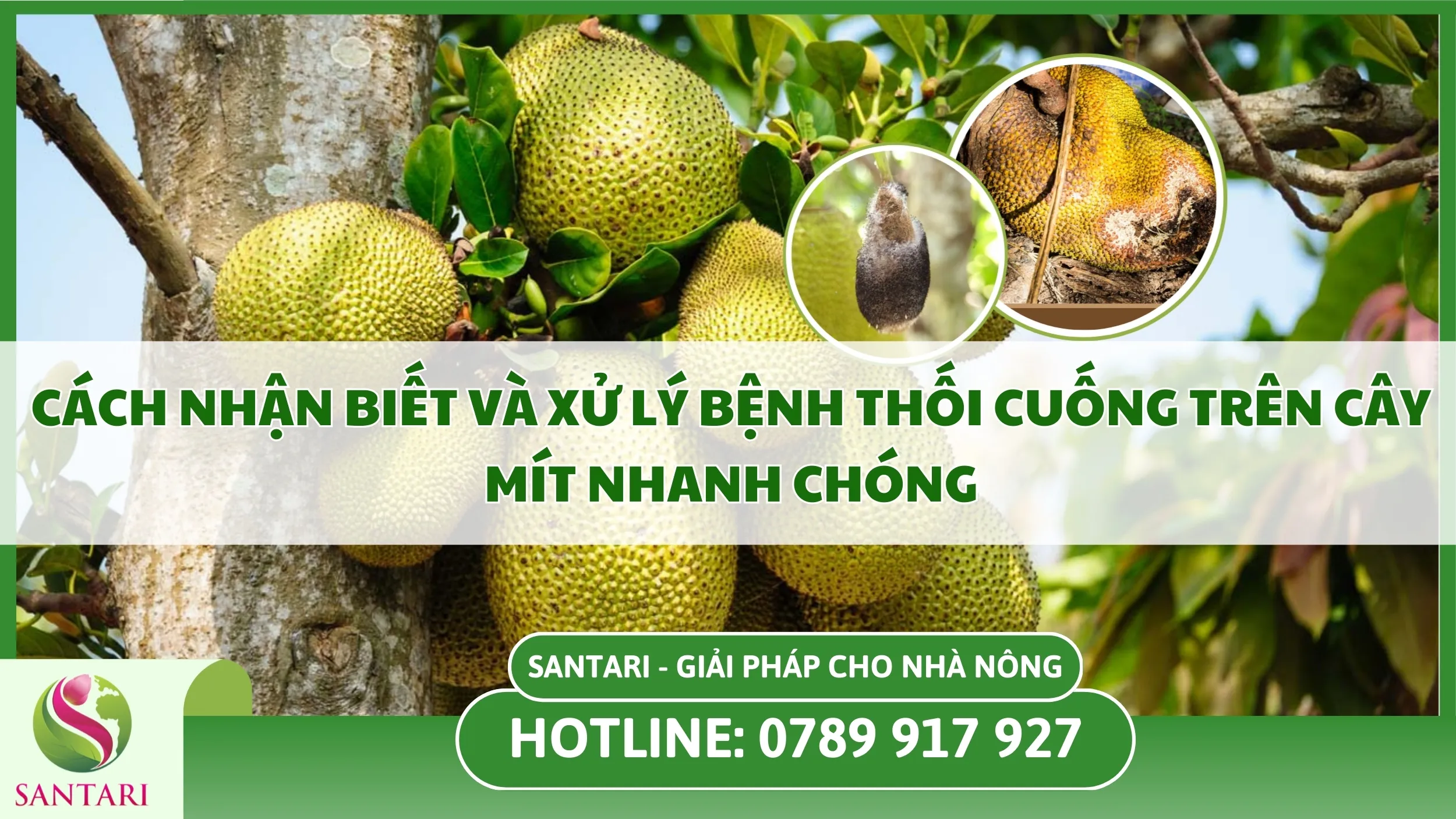 Cách Nhận Biết và Xử Lý Bệnh Thối Cuống Trên Cây Mít Nhanh Chóng