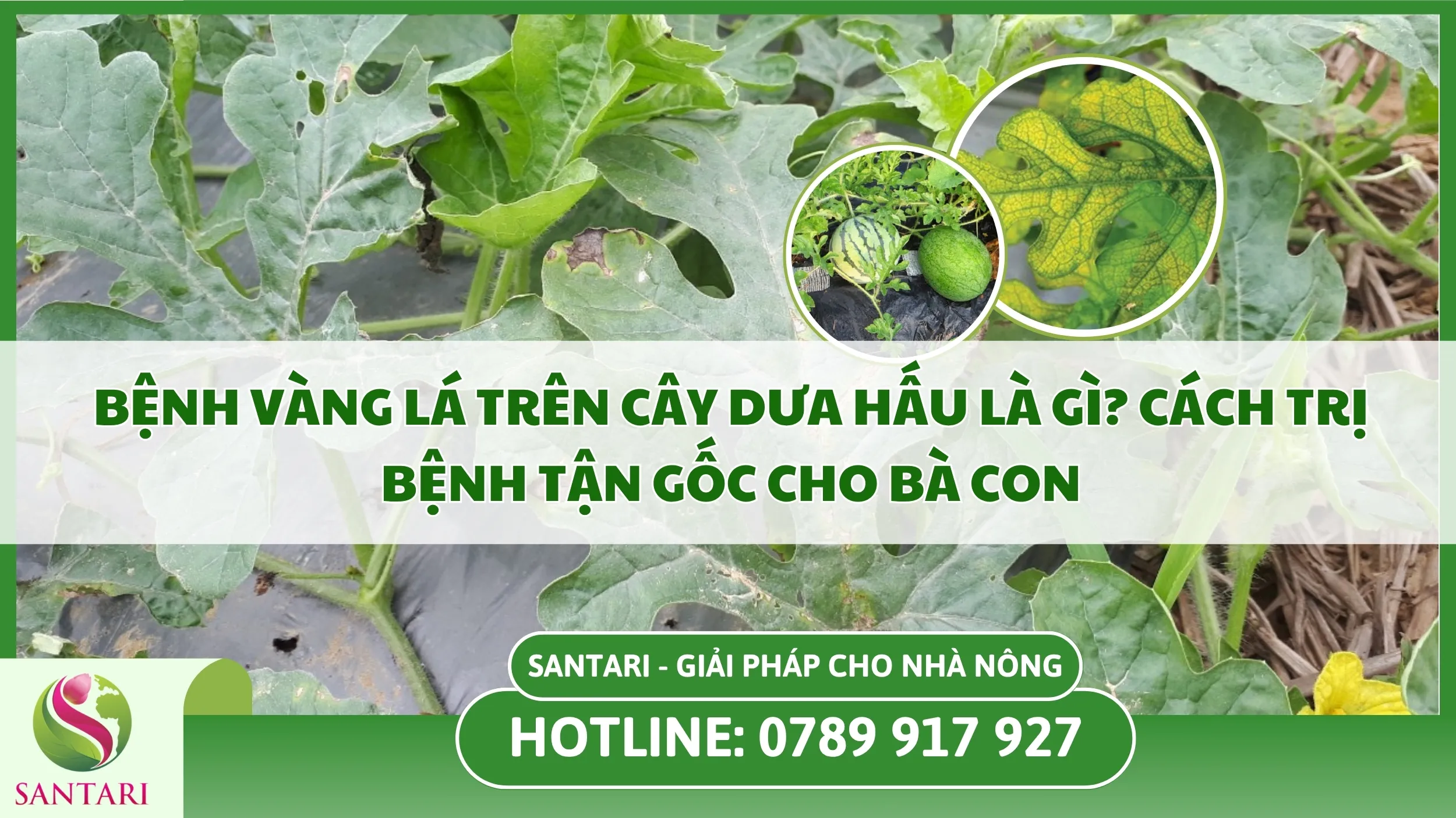 Bệnh Vàng Lá Trên Cây Dưa Hấu Là Gì? Cách Trị Bệnh Tận Gốc Cho Bà Con